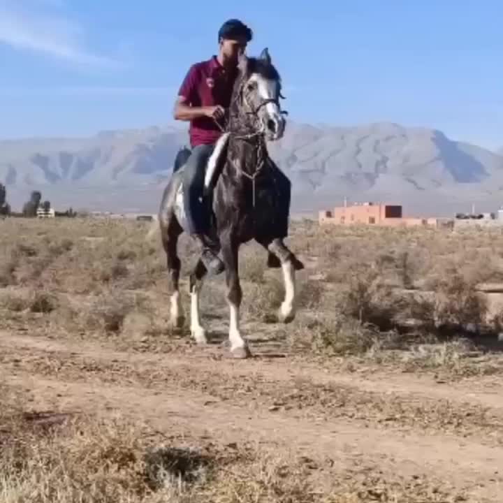 اسب|اسب و تجهیزات اسب‌سواری|شیراز, گویم|دیوار