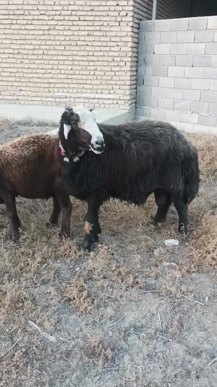 قوچ قره چال|حیوانات مزرعه|گمیشان, |دیوار