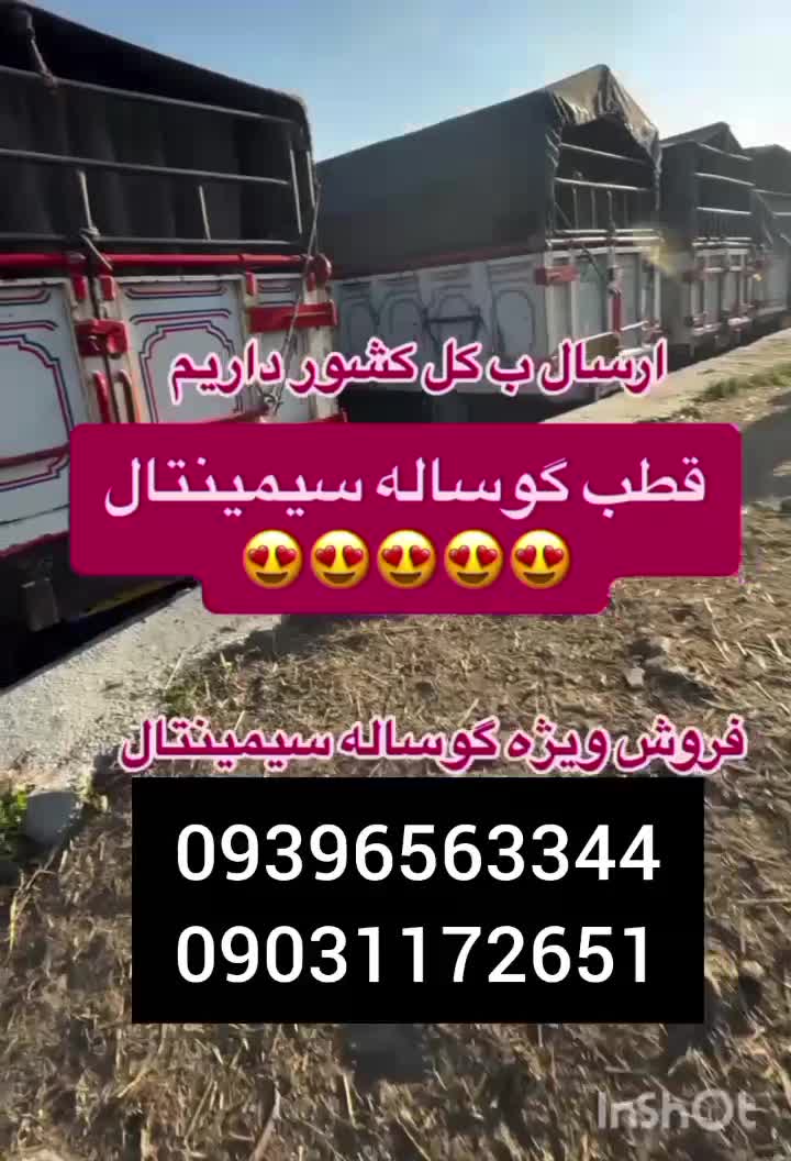سیمنتال جنس|حیوانات مزرعه|اصفهان, بوستان زاینده رود|دیوار
