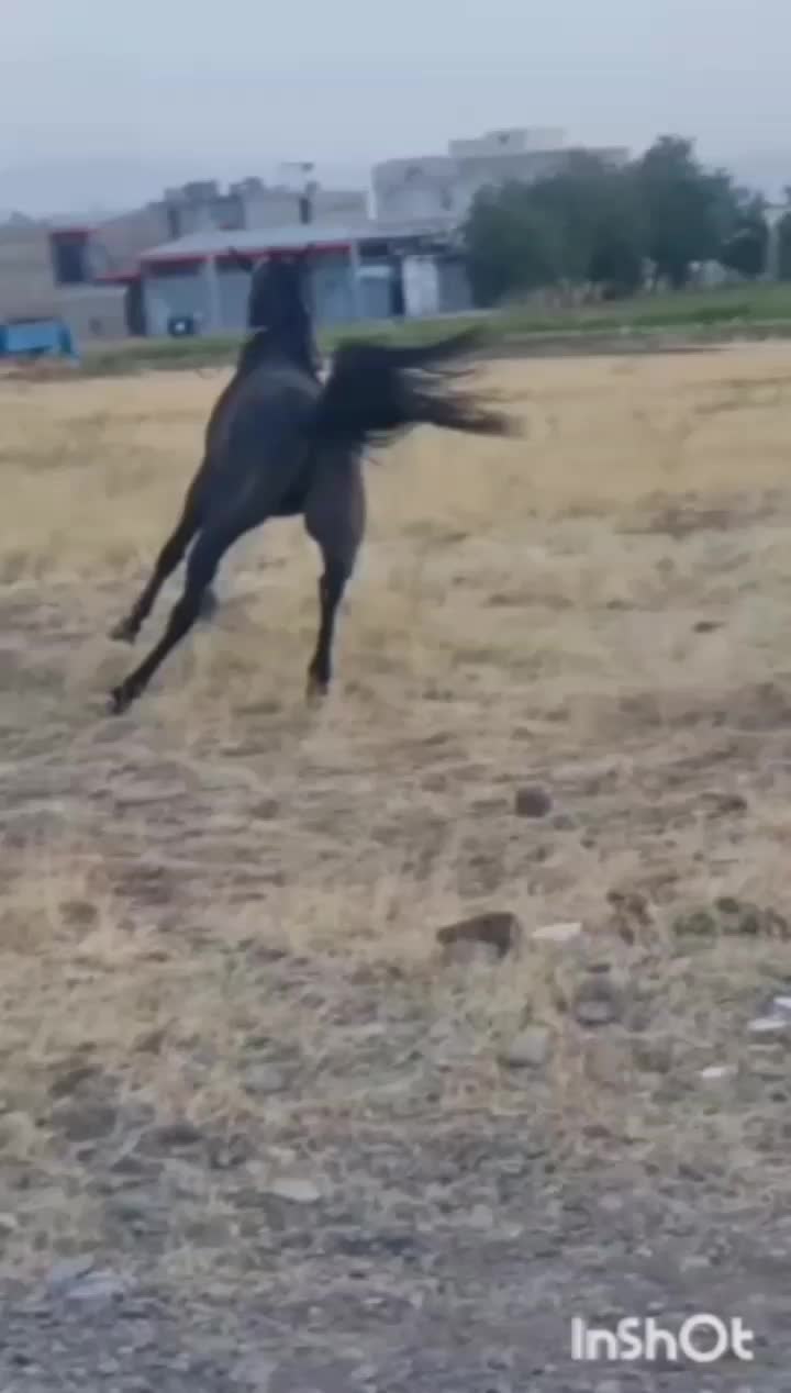 اسب نریان|اسب و تجهیزات اسب‌سواری|خرمدره, |دیوار