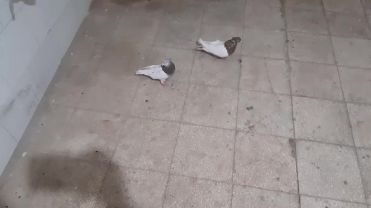 یک جفت کفتر کله|پرنده|مشکان, |دیوار