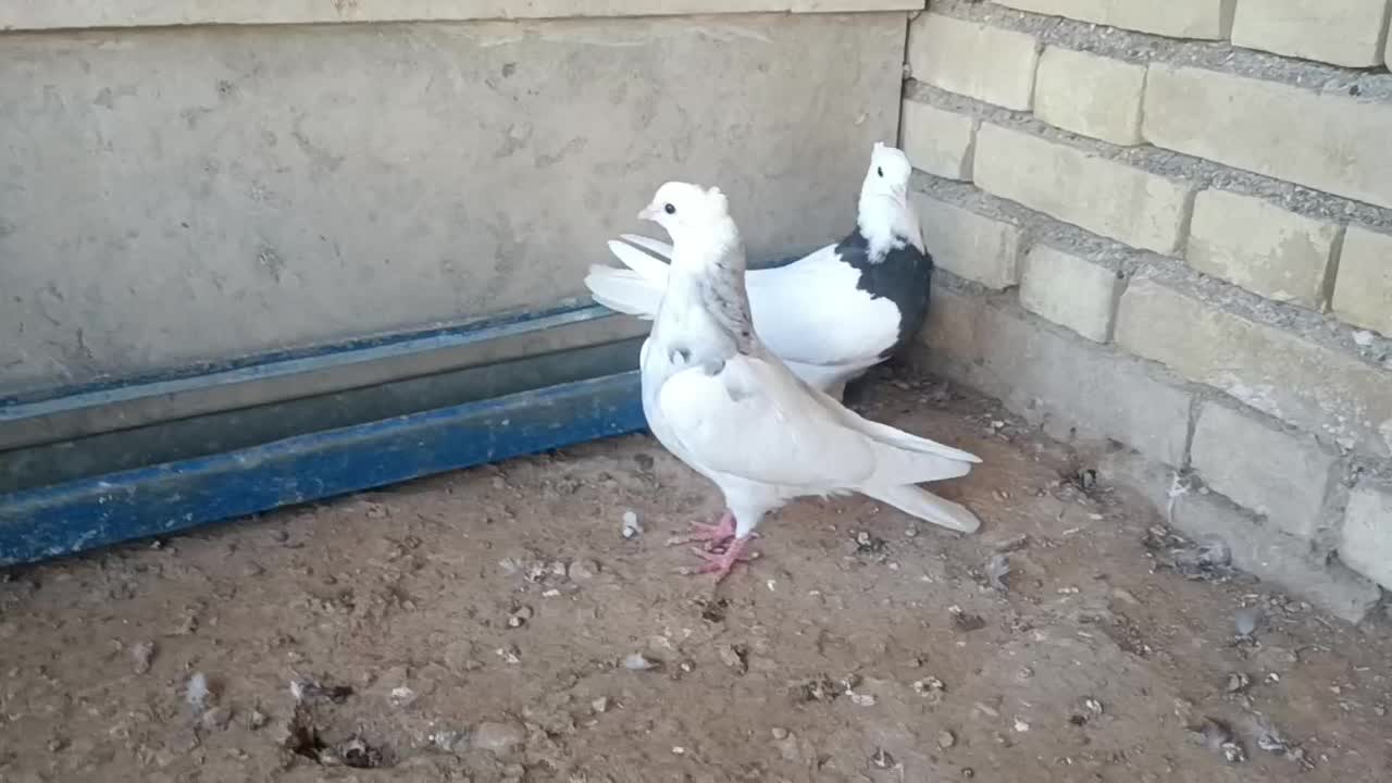 طوقی جوان|پرنده|کرخه, |دیوار