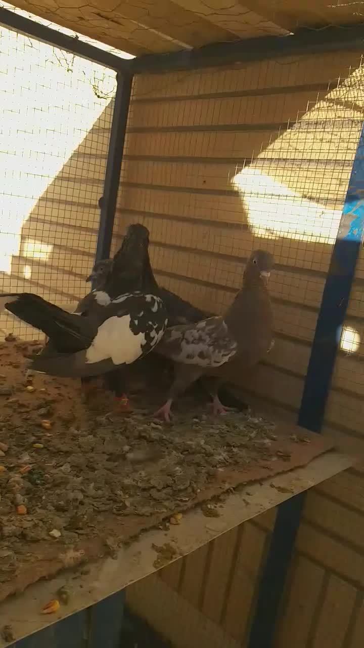 کبوتر سینه ای|پرنده|فولادشهر, باغشاد|دیوار