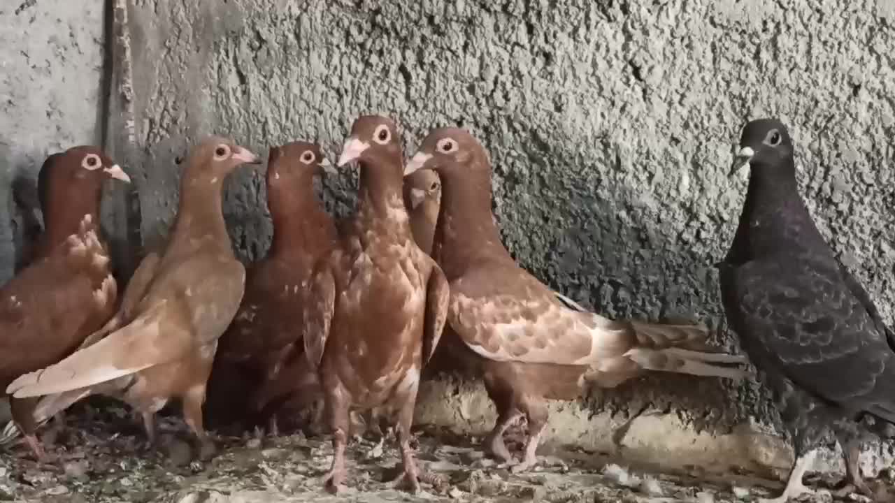 کبوتر میلومنز اصل|پرنده|فراشبند, |دیوار