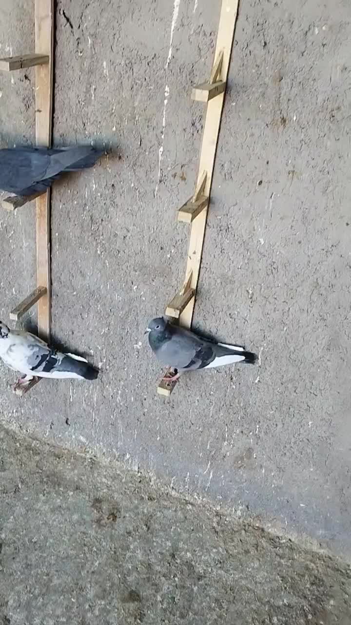 فروشی همه باهم دونه 250|پرنده|نرماشیر, |دیوار