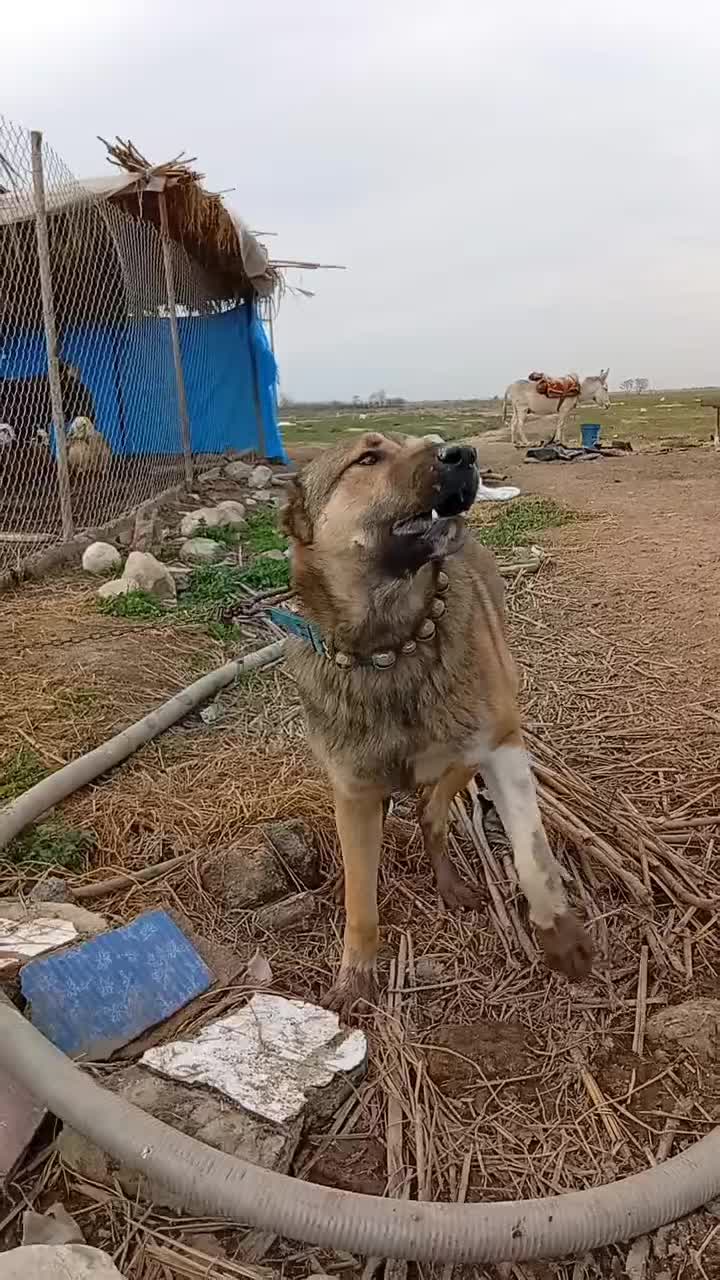 سگ سرابی|سگ|گرگان, |دیوار