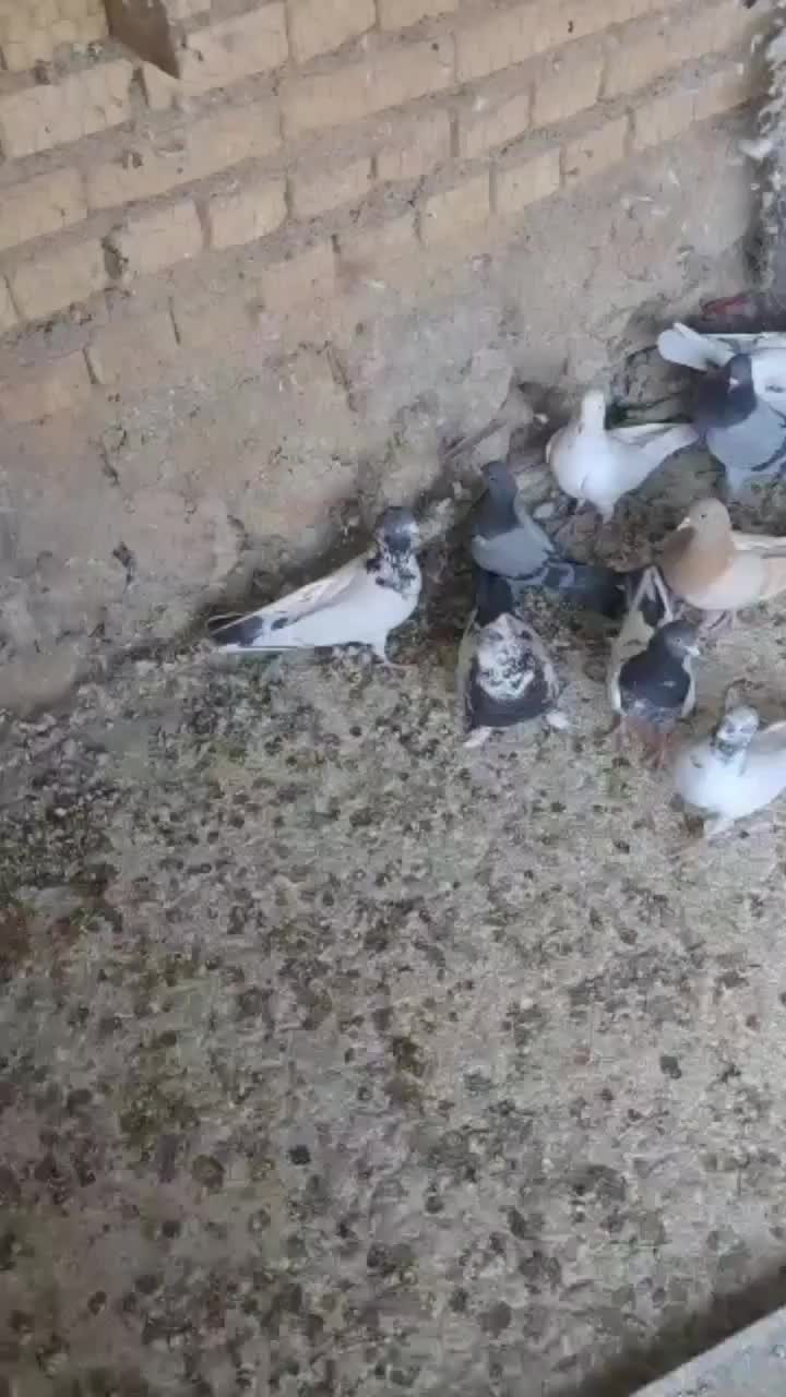 کبوتر پاکستانی تیدی|پرنده|خمینی‌شهر, |دیوار