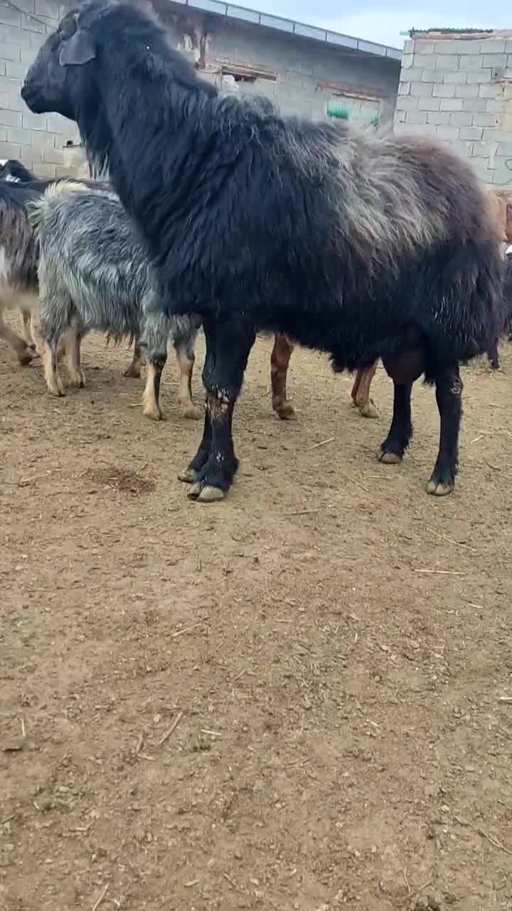 قوچ دندان ۴|حیوانات مزرعه|خسروشاه, |دیوار