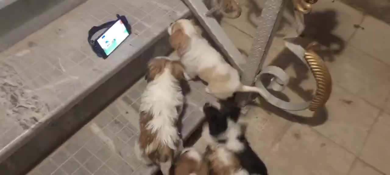 نر و ماده|سگ|سهند, |دیوار