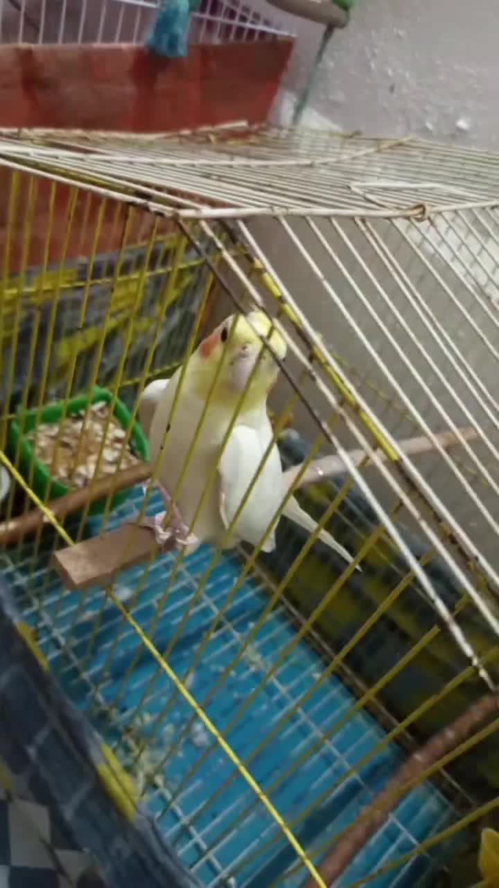 عروس هلندی سخنگو|پرنده|اسلام‌‌آباد غرب, |دیوار