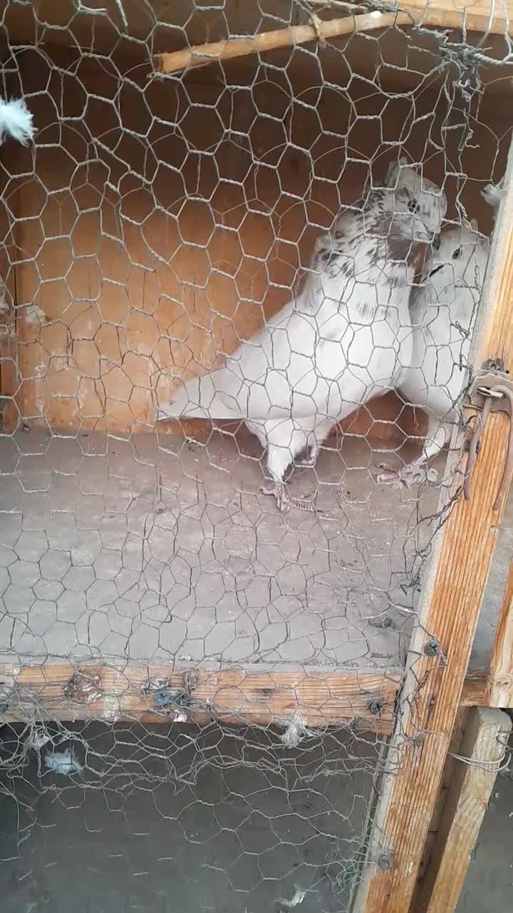 کبوتر|پرنده|تهران, تختی|دیوار