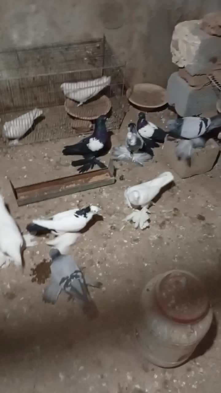 چند عدد کفتر مناسب پرورش در عجب شیر|پرنده|عجب شیر, |دیوار