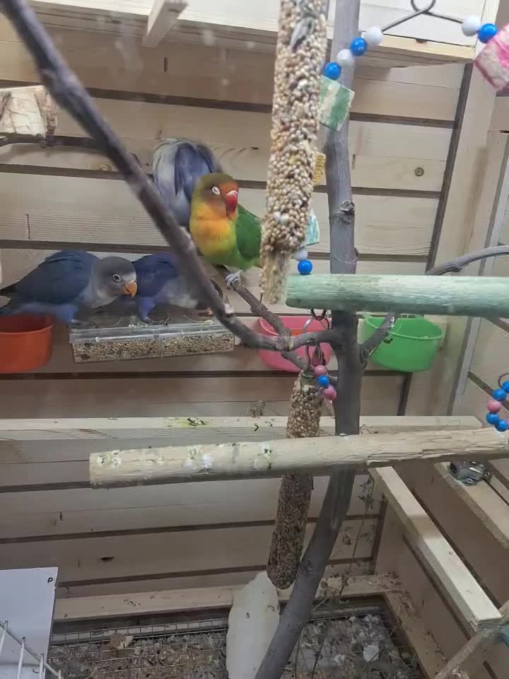 طوطی برزیلی فیشر|پرنده|ارومیه, |دیوار