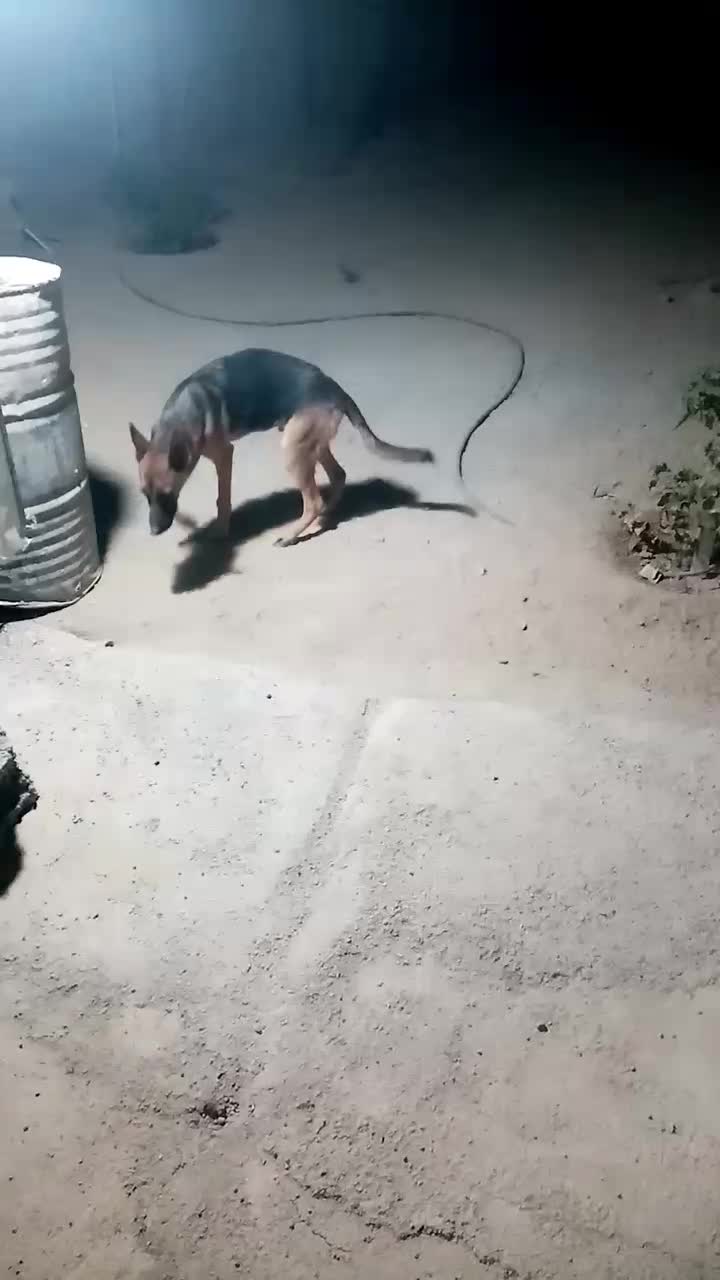 ژرمن6ماهه|سگ|رباطکریم, الارد|دیوار