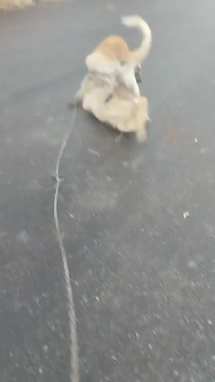 سگ سرابی|سگ|کرمانشاه, |دیوار