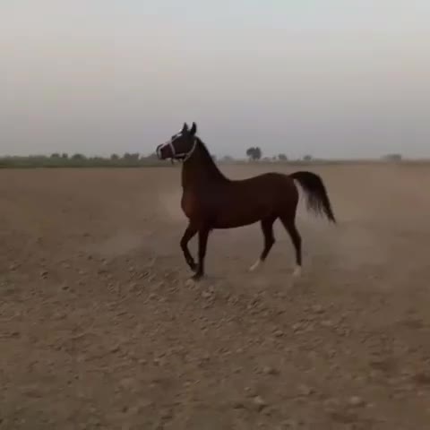 فروش اسب یک سر مدرک دار به علت احتایج مالی|اسب و تجهیزات اسب‌سواری|شوش, |دیوار