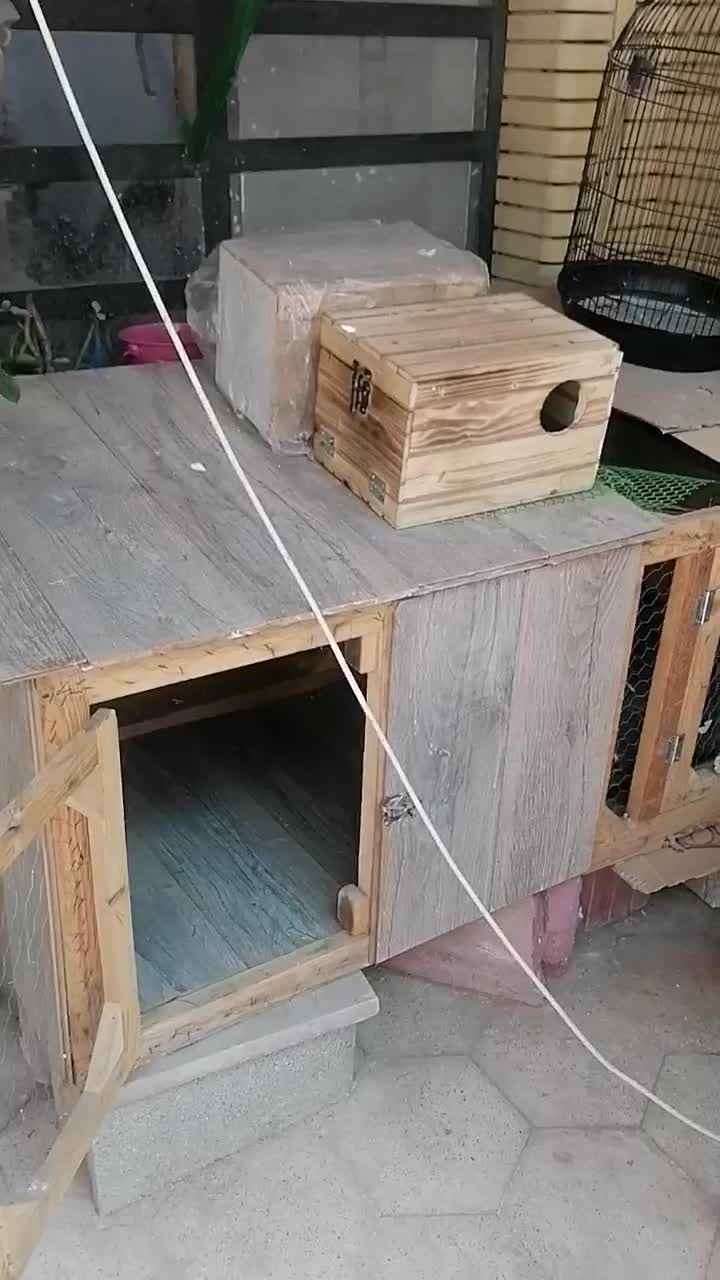 ۲ تا قفس بزرگ سالم|لوازم جانبی حیوانات|شیراز, طلاب|دیوار