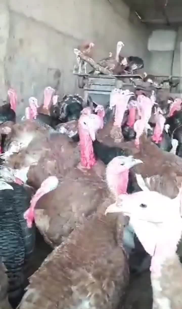 تخم نطفه دار بوقلمون از نژاد مرغ و خروس سنگین وزن|حیوانات مزرعه|سیرجان, |دیوار