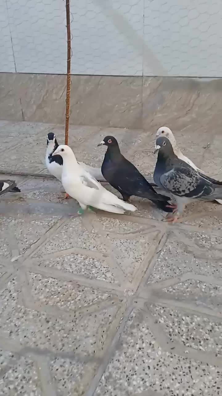 قیمت ۱۵۰۰۰۰۰۰|پرنده|کاشمر, |دیوار