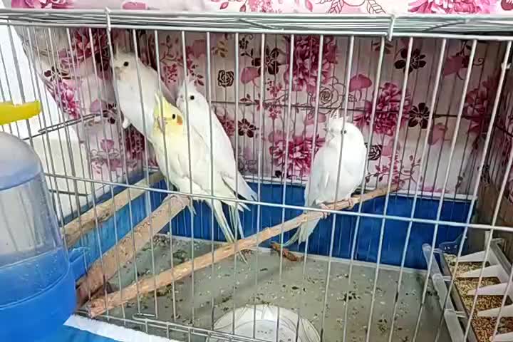 فروش. عروس هلندی  چهار عدد|پرنده|شهرکرد, |دیوار