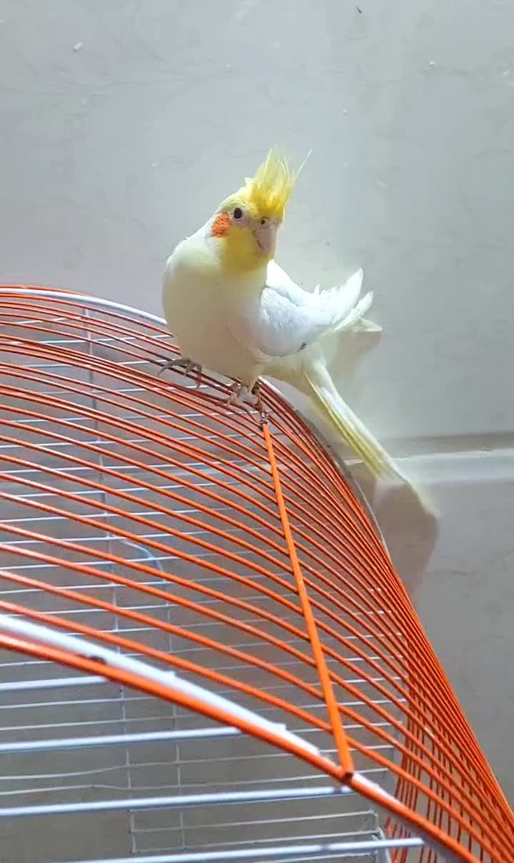 عروس هلندی|پرنده|زابل, |دیوار