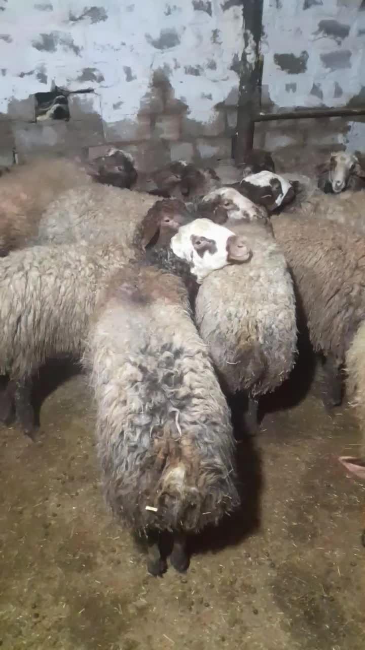 شیشک‌وبره‌|حیوانات مزرعه|دهگلان, |دیوار