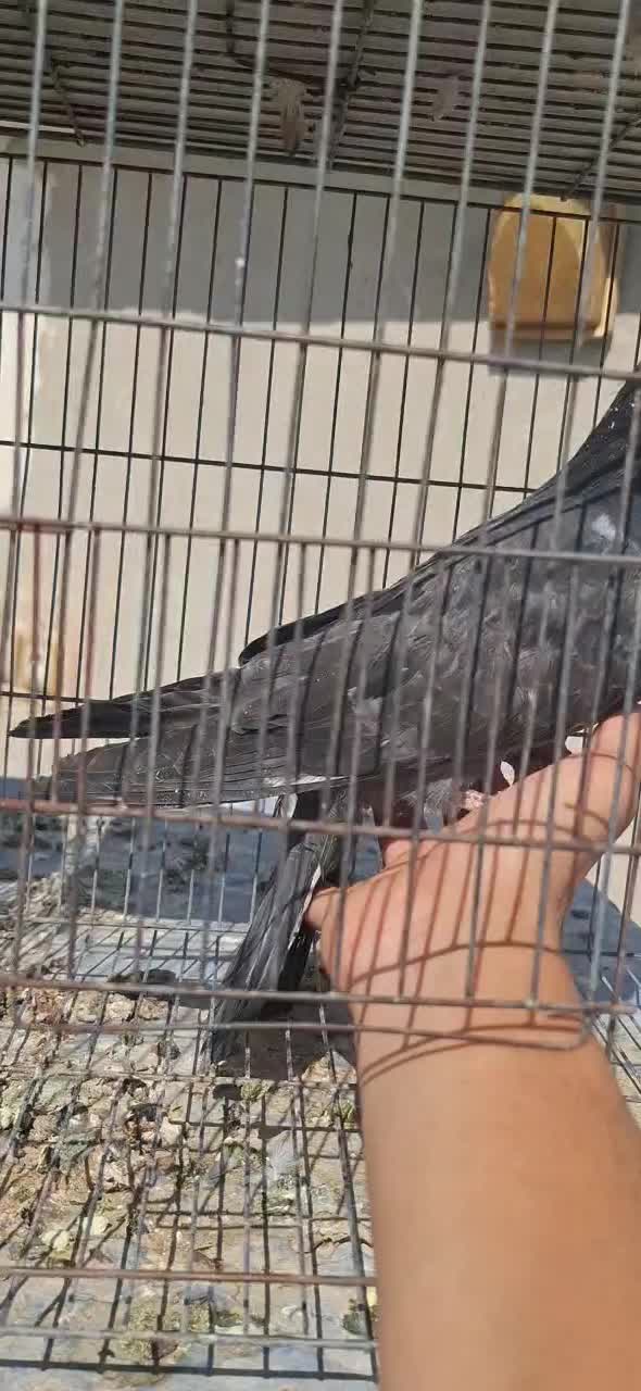کبوتر مفلق ذاغ کله ماستی پرشی سر اصفهانی|پرنده|اصفهان, گورتان|دیوار