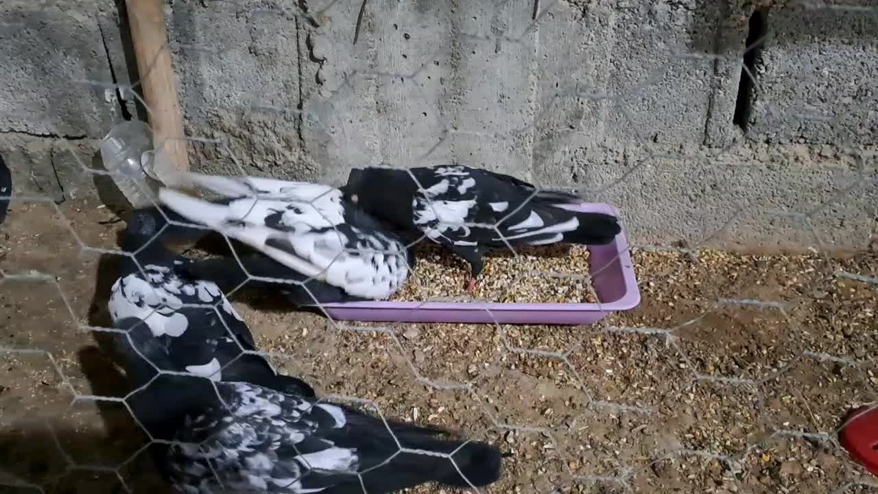 کبوتر|پرنده|آبپخش, |دیوار