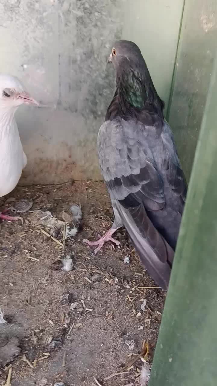 گوی باش تعدادی تهرانی|پرنده|بستان آباد, |دیوار