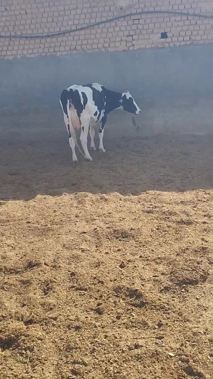 گاو جوان|حیوانات مزرعه|قم, سید معصوم|دیوار