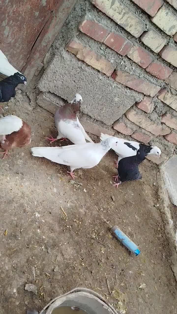 گبوتر|پرنده|مرند, |دیوار