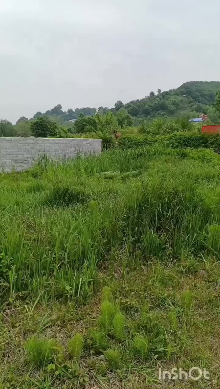 مادیان شکم پر با یک راس اسب|اسب و تجهیزات اسب‌سواری|لاهیجان, آهندان|دیوار