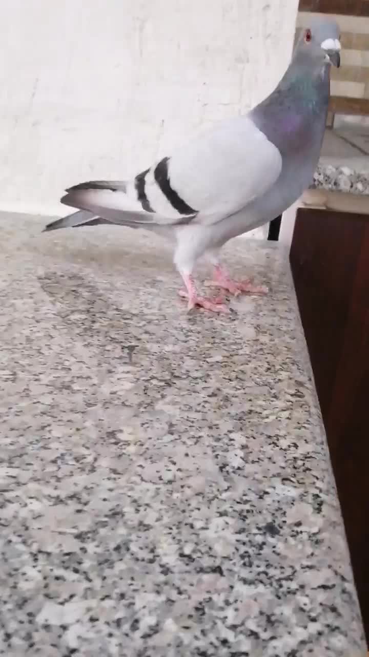 کبوتر سبز مسافتی پلاکی ماده|پرنده|کازرون, |دیوار