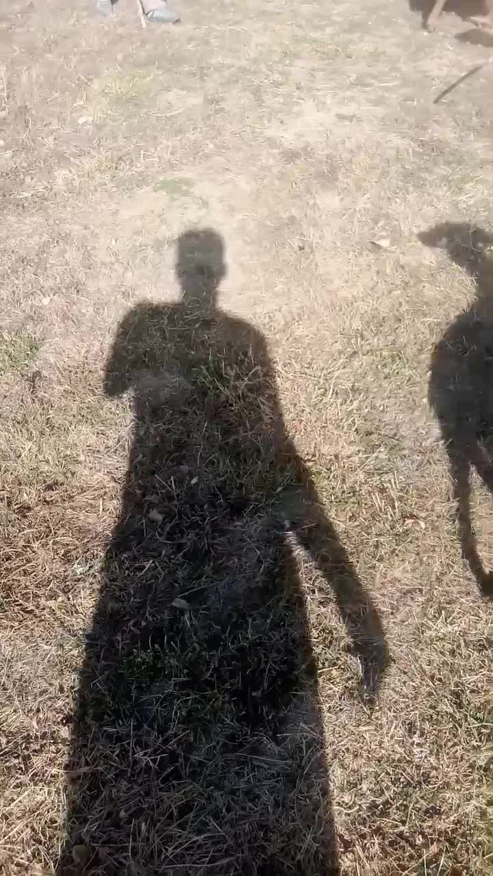 تازی سالوکی|سگ|دیواندره, |دیوار