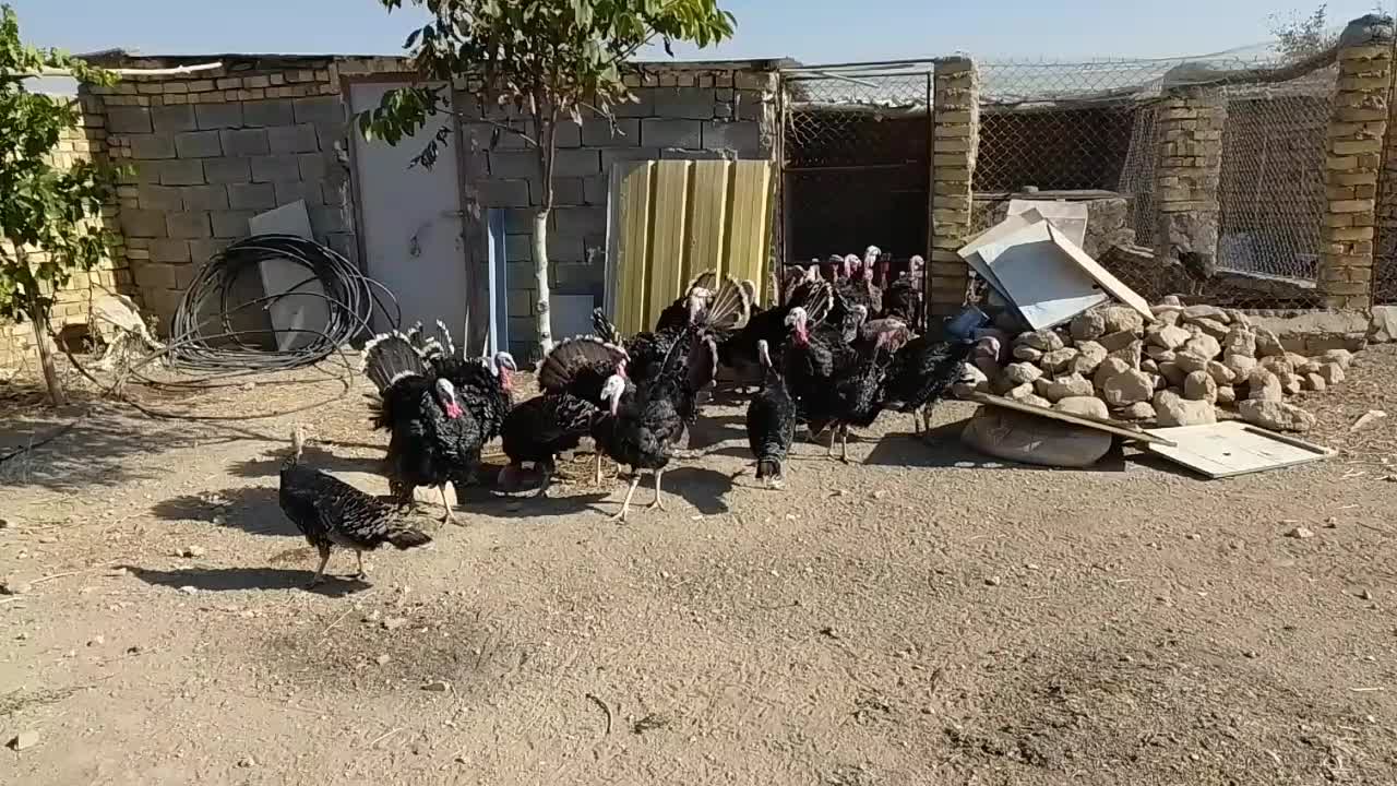 بوقلمون چاق و ارگانیک برنزسینه پهن|حیوانات مزرعه|ابهر, |دیوار