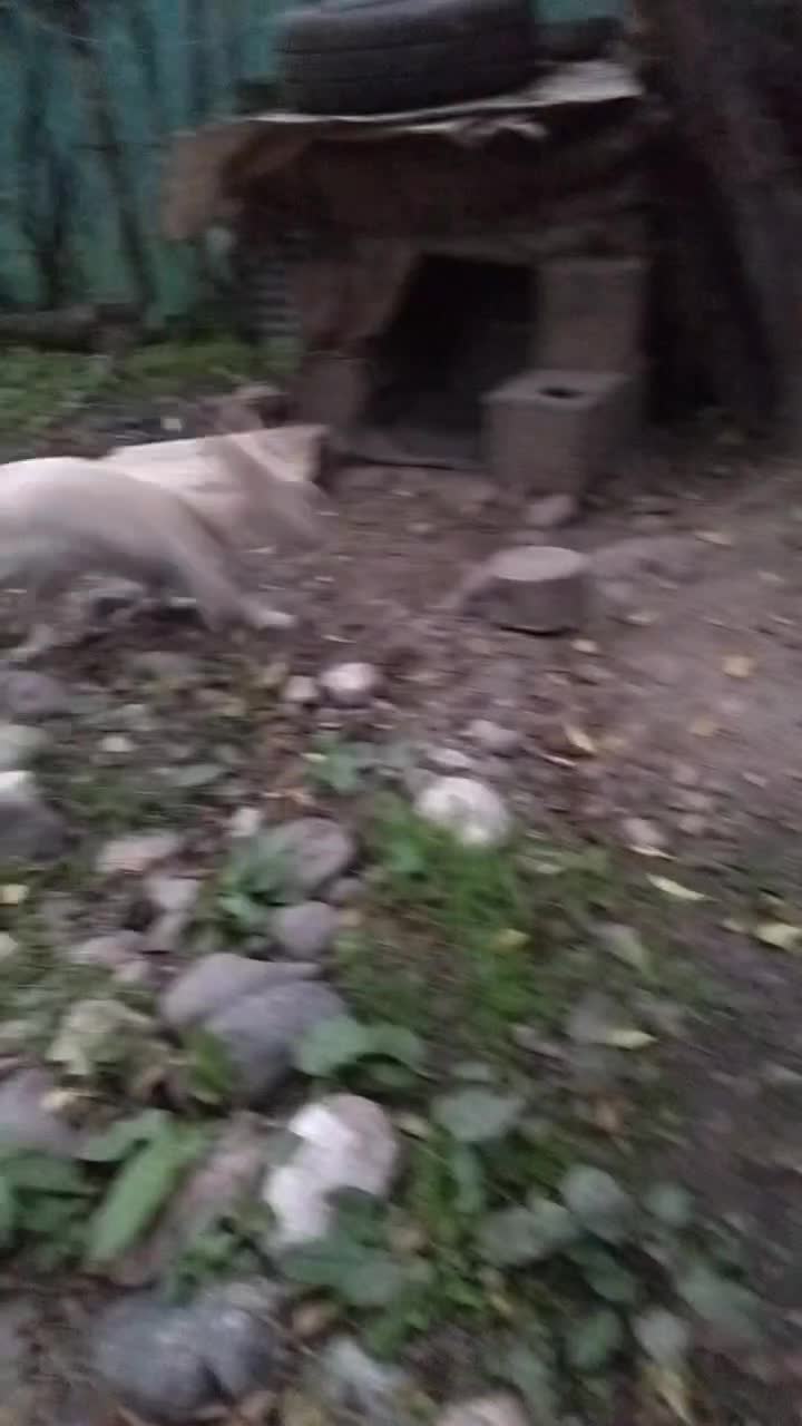 سگ اشپیتز|سگ|سنگر, |دیوار