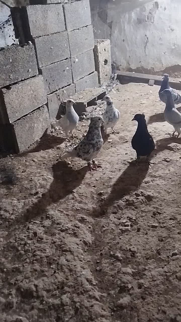 دمسفید|پرنده|قوچان, |دیوار