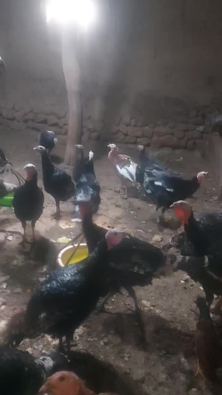 بوقلمون محلی|حیوانات مزرعه|نقده, |دیوار