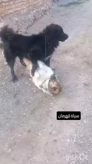 سگ قدر جونی|سگ|نورآباد, |دیوار