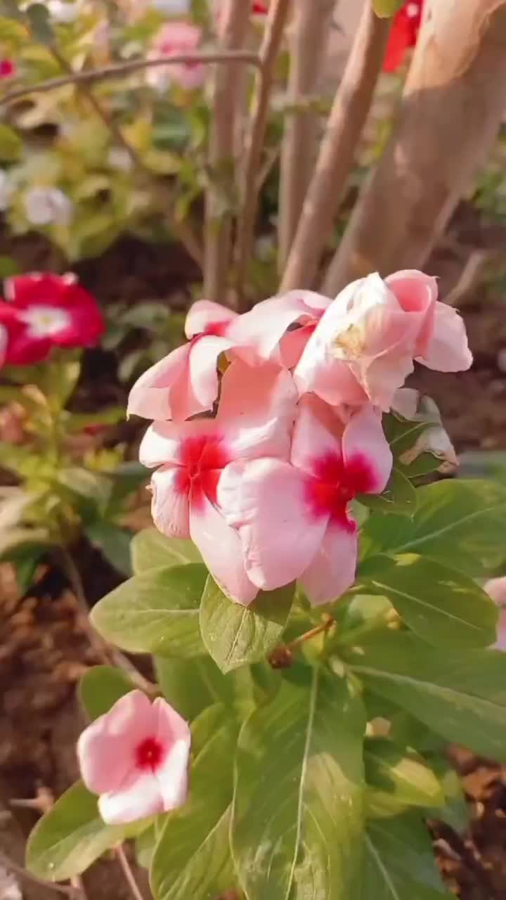 باغبان حرفه ای|خدمات باغبانی و درختکاری|کرج, حصارک بالا|دیوار