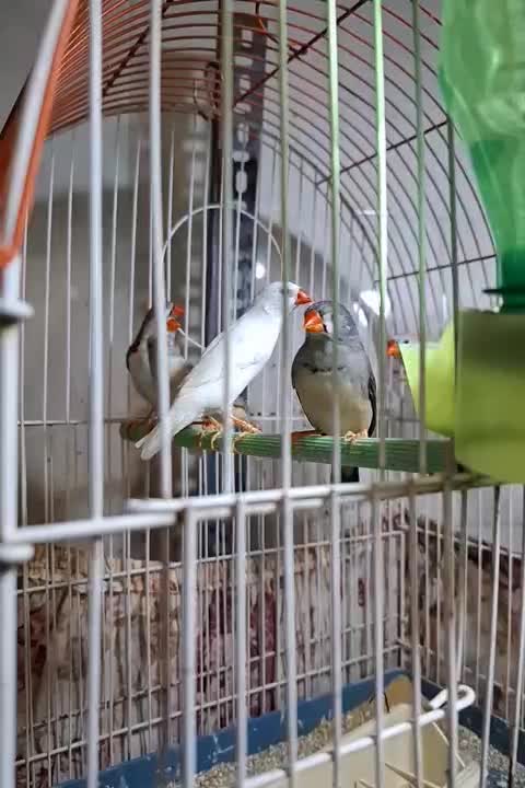 فنج جفت وتکی۱۰۰ هزار تومان|پرنده|تبریز, |دیوار