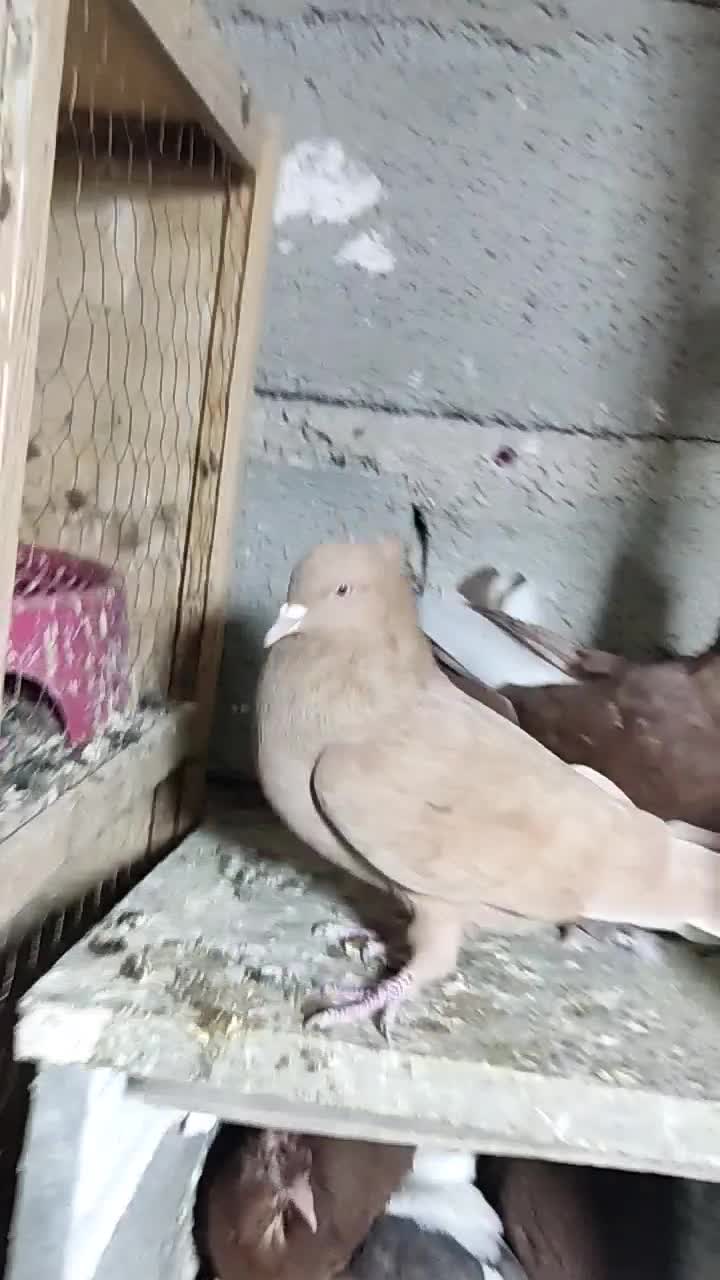 نروماده سرخ دمسفیدزرددمسفیدخال سیاه دار|پرنده|پاپی, |دیوار