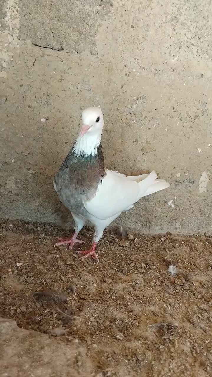 کفتر|پرنده|شیروان (خراسان), |دیوار
