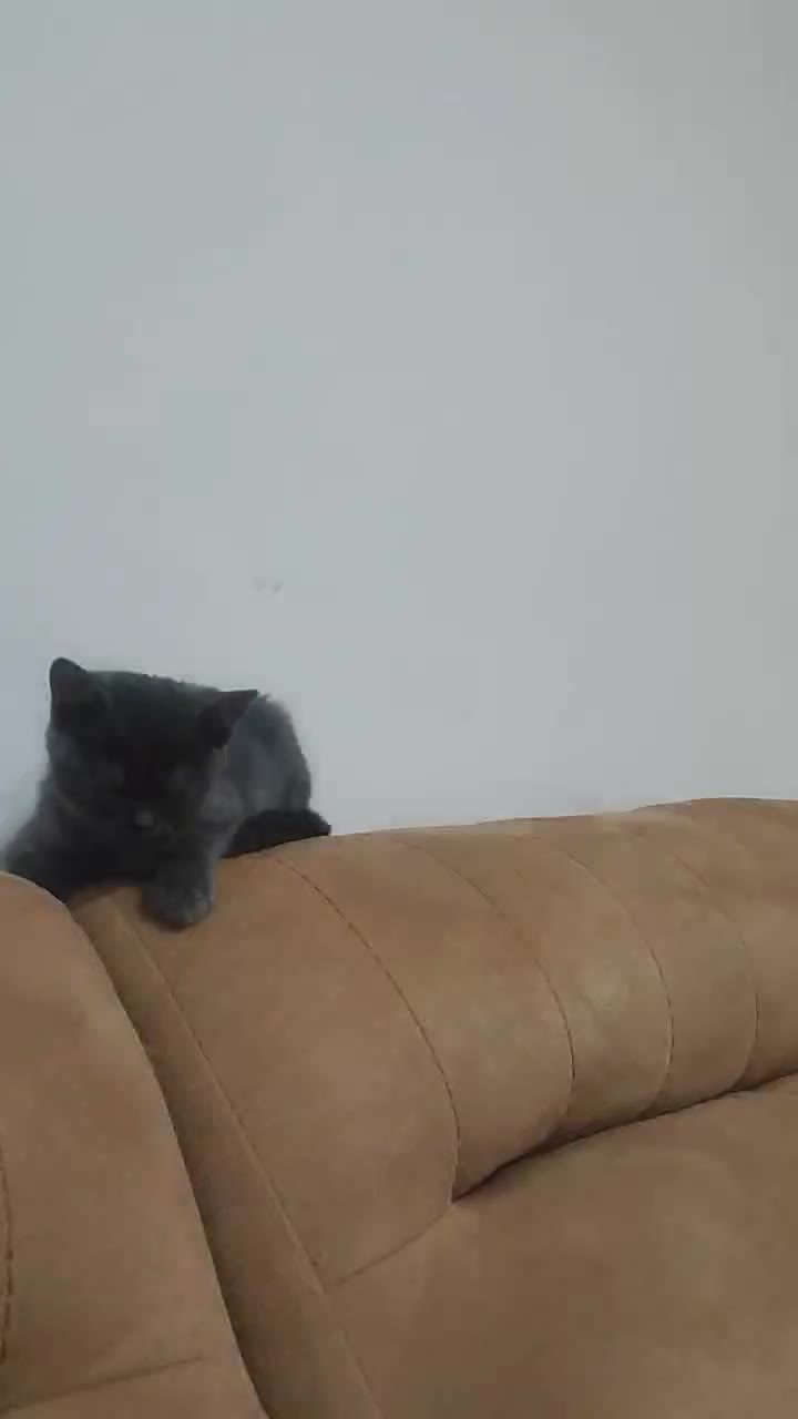 بچه گربه بریتیش سیلور بلو|گربه|تهران, گلستان (شهرک راه آهن)|دیوار