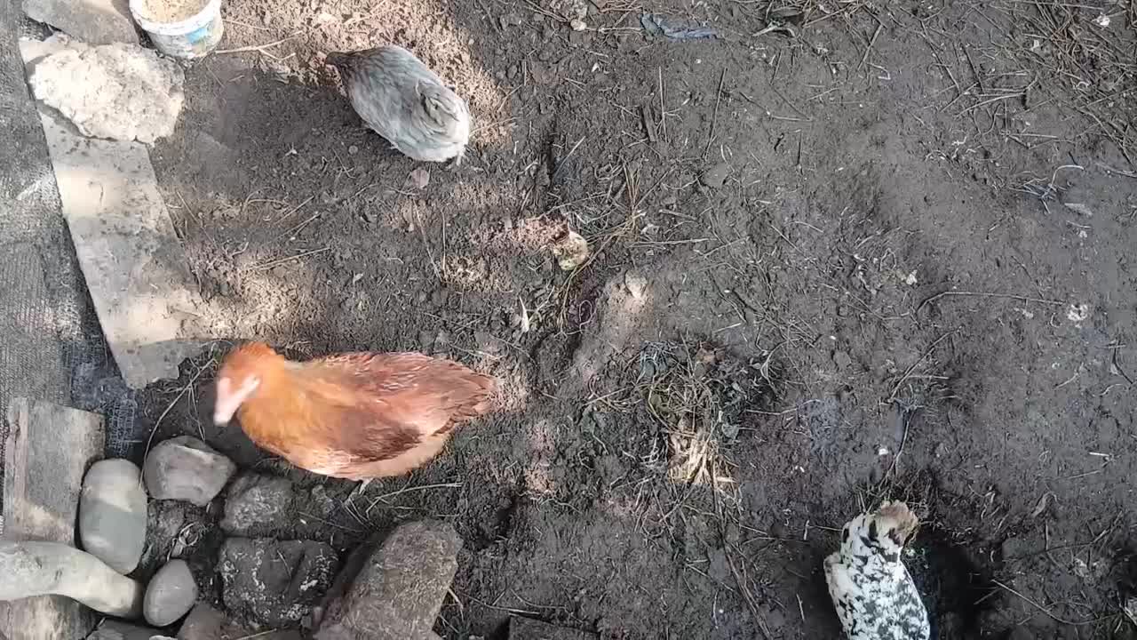 خروس و مرغ کرچ عالی گلین و مینیاتوری .|حیوانات مزرعه|لنگرود, |دیوار