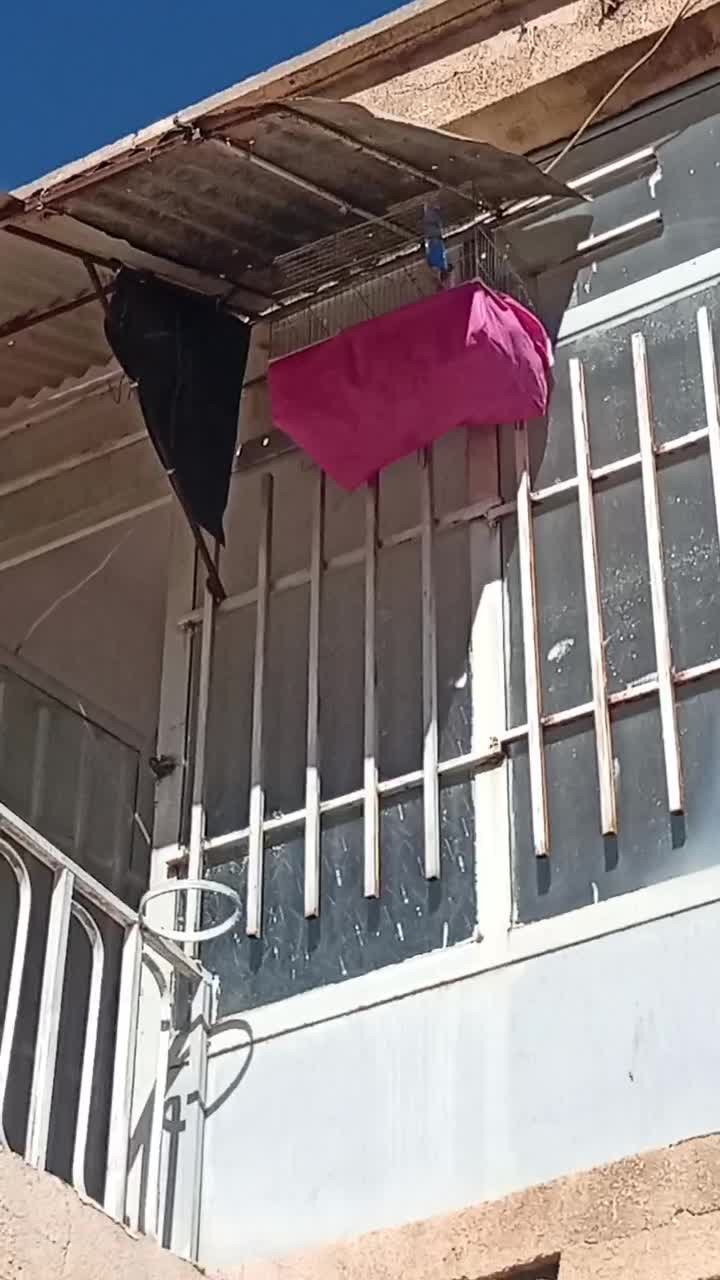 سهره|پرنده|کرمانشاه, |دیوار