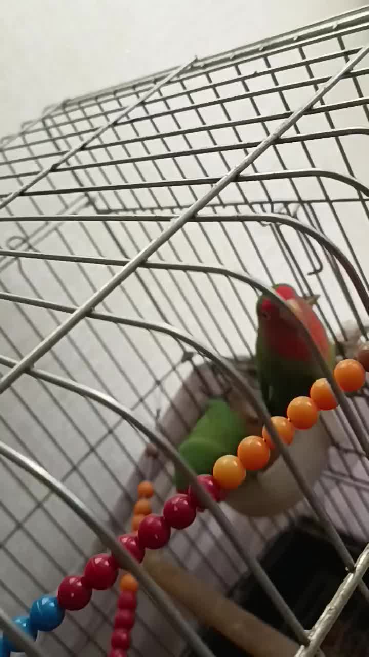 طوطی برزیلی|پرنده|بومهن, |دیوار