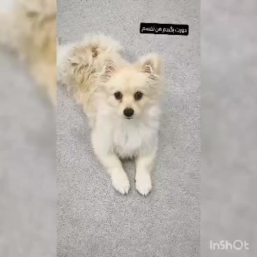 پامر روباهی عروسکی|سگ|شیراز, چوگیاه‎|دیوار