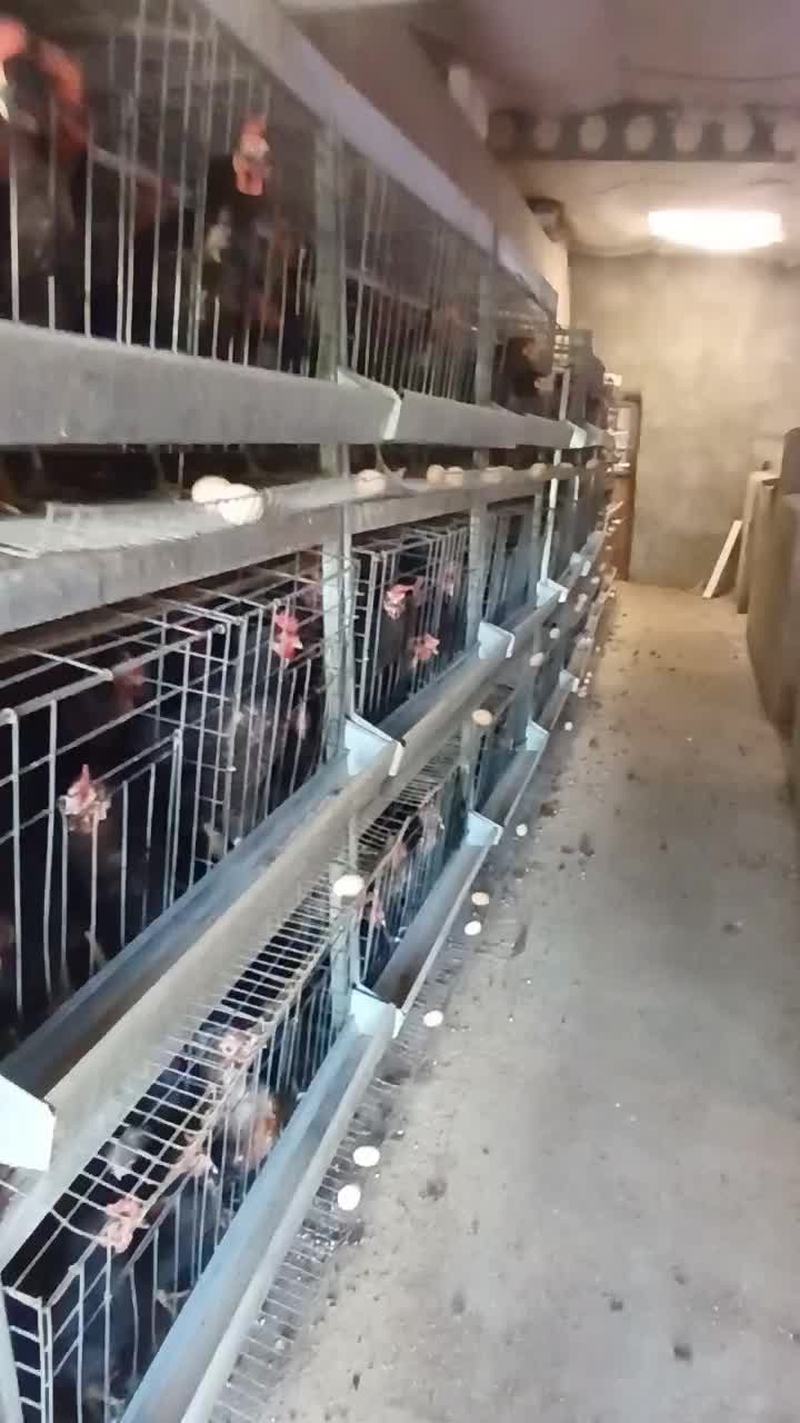 قفس مرغ تخم گذار|لوازم جانبی حیوانات|صالح آباد, |دیوار