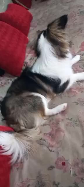 سگ نر|سگ|کرمان, |دیوار